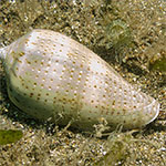 Conus textile
